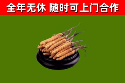 沁县回收冬虫夏草